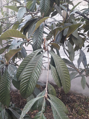Eriobotrya japonica