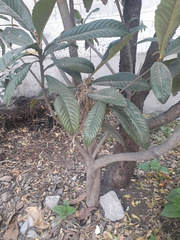 Eriobotrya japonica