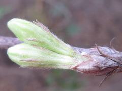 Weigela subsessilis