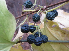 Smilax sieboldii
