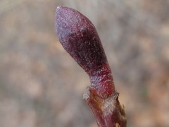 Alnus hirsuta
