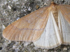 Erannis golda