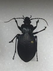 Carabus goryi