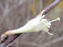 Weigela subsessilis