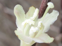 Weigela subsessilis