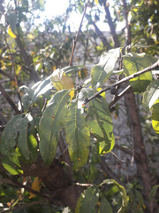 Prunus persica