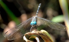 Dythemis nigra