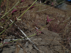 Cordylanthus nevinii