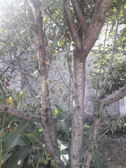 Prunus persica