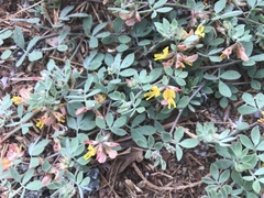 Acmispon decumbens decumbens
