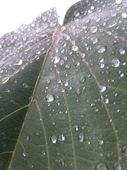 Homalanthus populifolius
