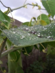Homalanthus populifolius