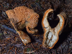 Hypomyces lateritius