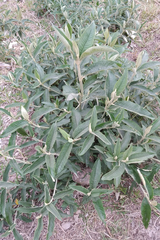 Buddleja bullata