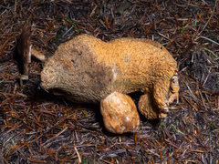 Hypomyces lateritius