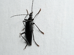 Tanychilus