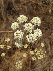 Perideridia kelloggii