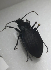 Carabus goryi