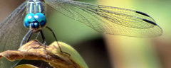 Dythemis nigra