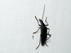 Tanychilus