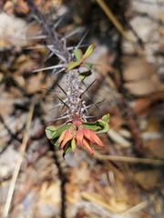 Euphorbia pedilanthoides