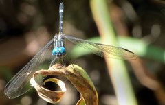 Dythemis nigra