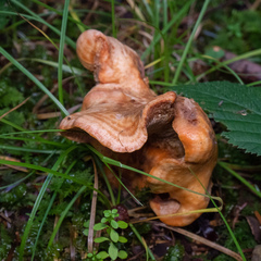 Hypomyces lateritius