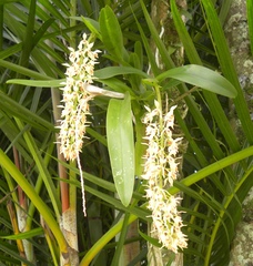 Epidendrum ferrugineum