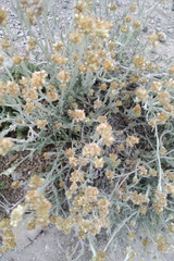 Pseudognaphalium elegans