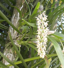 Epidendrum ferrugineum