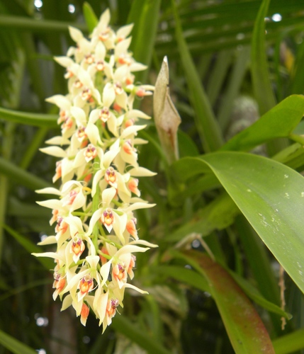 Epidendrum ferrugineum