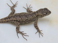 Sceloporus grammicus