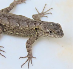 Sceloporus grammicus