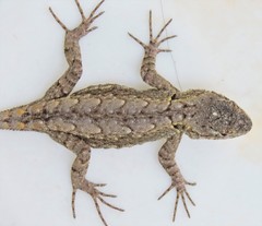 Sceloporus grammicus