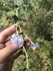 Ceanothus parvifolius