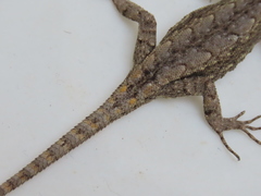 Sceloporus grammicus