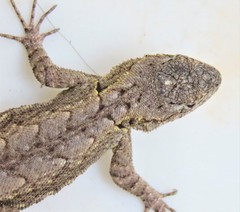 Sceloporus grammicus