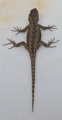 Sceloporus grammicus