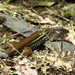 Holcosus undulatus amphigrammus - Photo (c) geomanuel, algunos derechos reservados (CC BY-NC), subido por geomanuel