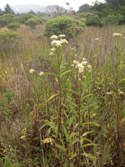 Baccharis glutinosa