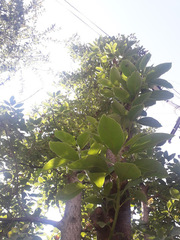 Persea americana