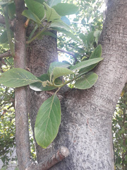 Persea americana