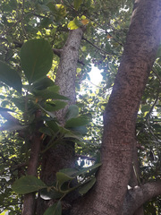 Persea americana