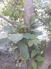 Persea americana