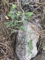 Calystegia malacophylla