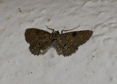 Tornos punctata