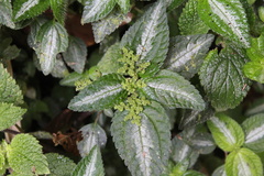 Lecanthus peduncularis