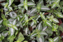 Lecanthus peduncularis