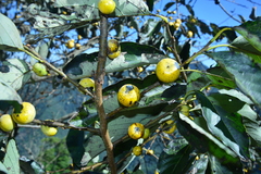 Diospyros japonica