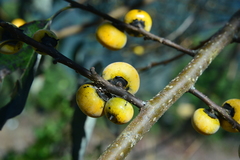 Diospyros japonica